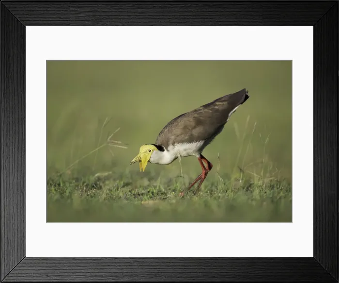 Framed Print : Masked Lapwing (Vanellus miles) Framed Print : Masked Lapwing (Vanellus miles)