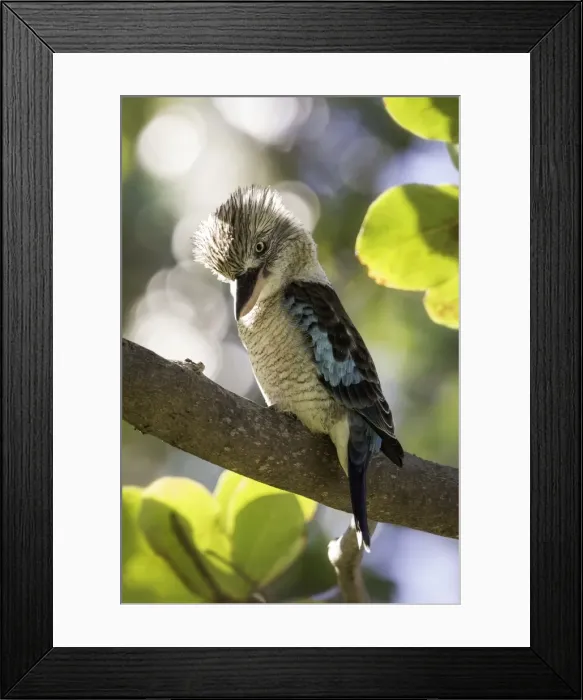 Framed Print : Blue-winged kookaburra Framed Print : Blue-winged kookaburra