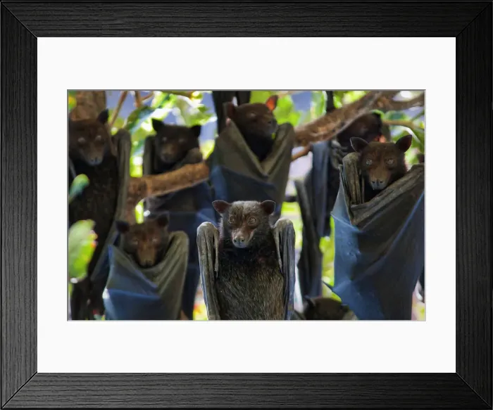 Framed Print : Fruit Bats