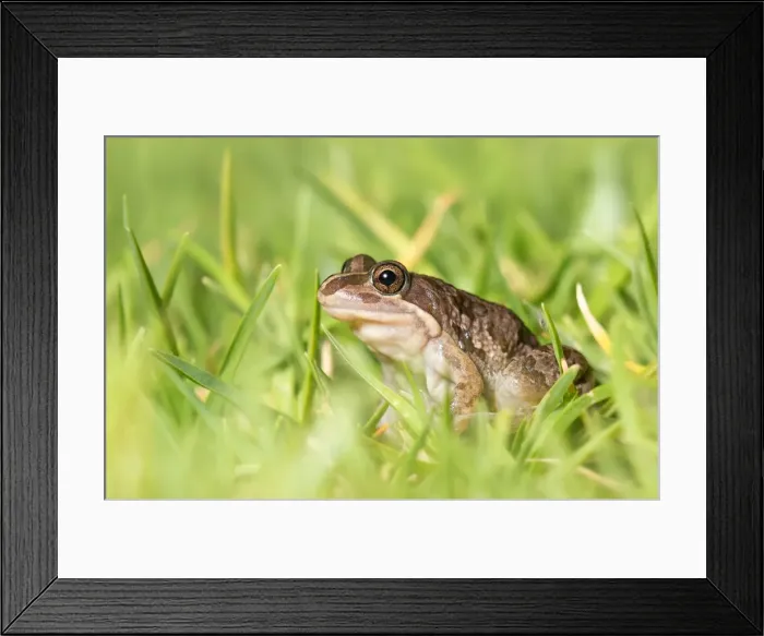 Framed Print : Spotted marsh frog (Limnodynastes tasmaniensis) Framed Print : Spotted marsh frog (Limnodynastes tasmaniensis)