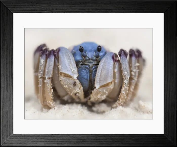 Framed Print : Soldier crab Framed Print : Soldier crab