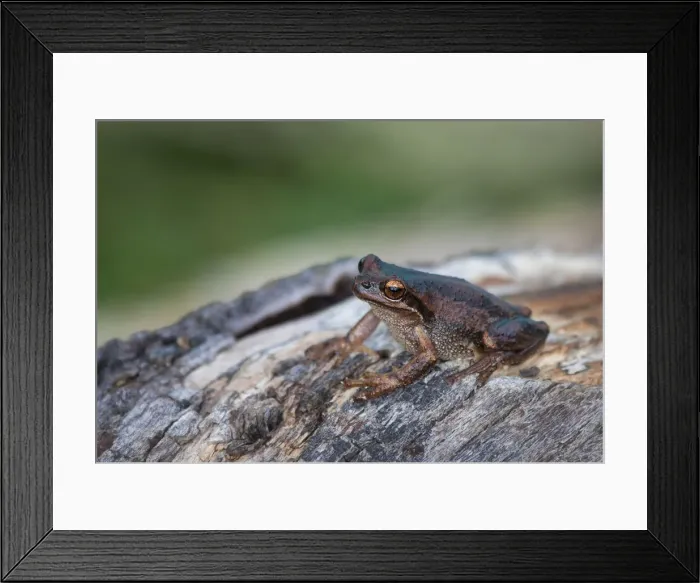 Framed Print : Brown tree frog (Litoria ewingi)