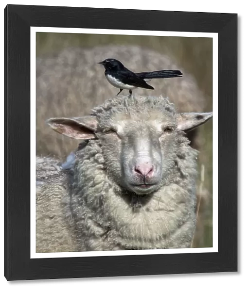 Sheep & Wagtail