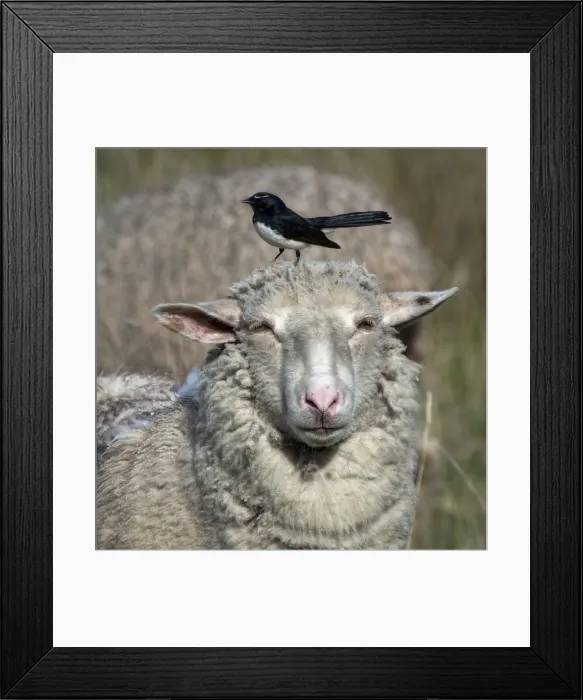 Framed Print : Sheep & Wagtail