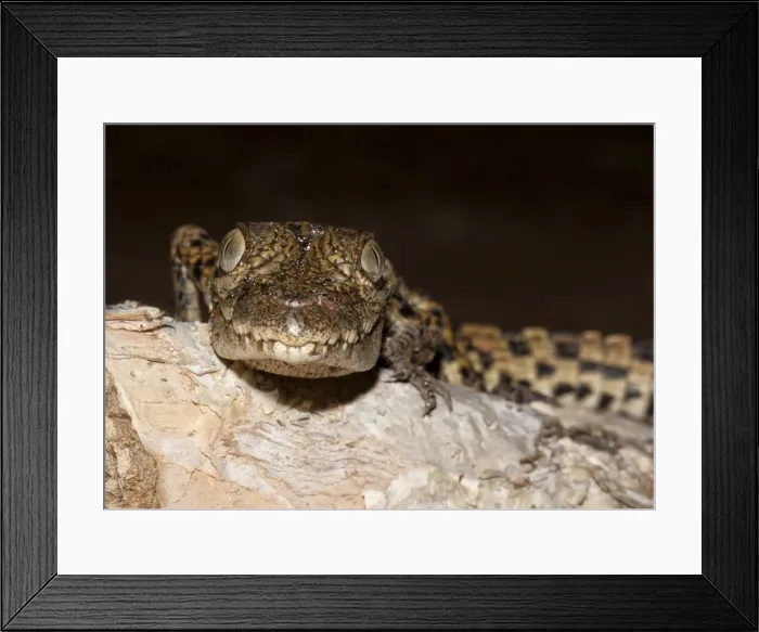 Framed Print : Saltwater crocodile (Crocodylus porosus)