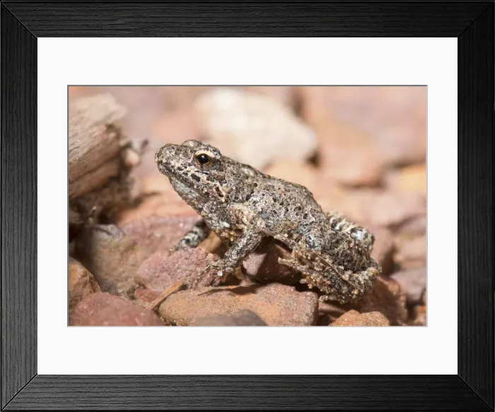 Framed Print : Common Eastern Froglet (Crinia signifera) Framed Print : Common Eastern Froglet (Crinia signifera)