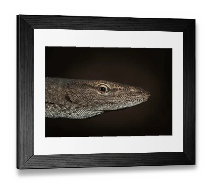 Framed Print : Black-headed monitor (Varanus tristis)