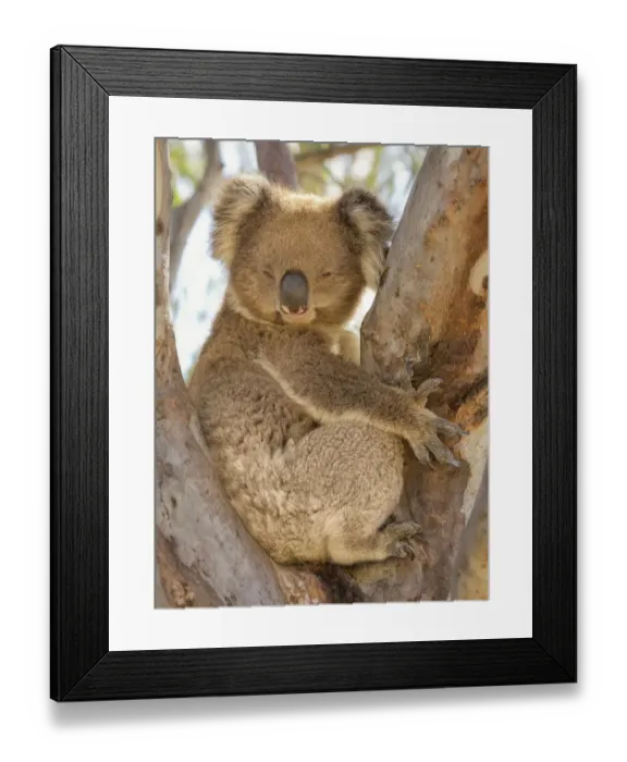 Framed Print : Koala (Phascolarctos cinereus)