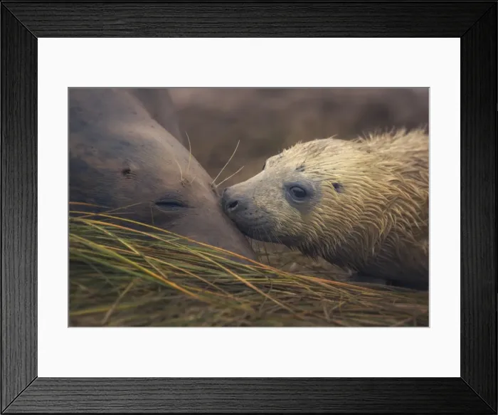Framed Print : Grey seal mother and pup on beach at Donna Nook, UK
