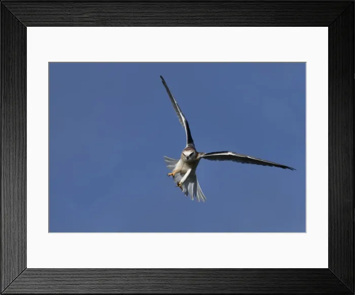 Framed Print : Black-shouldered Kite