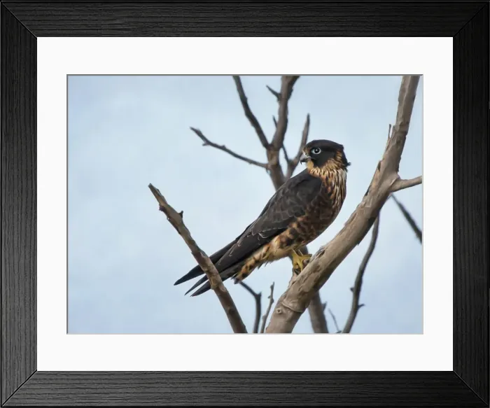 Framed Print : Peregrine falcon perching on dead tree