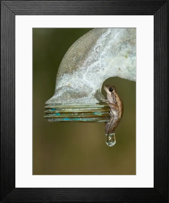 Framed Print : Litoria rubella - Berry Springs, NT Framed Print : Litoria rubella - Berry Springs, NT