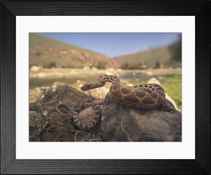 Framed Print : Mograbin Diadem Snake (Spalerosophis dolichospilus) on rocks