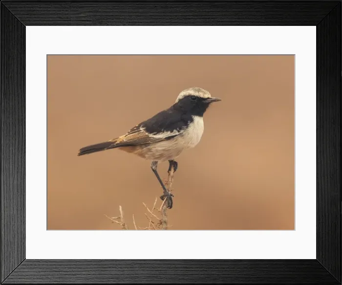 Framed Print : Wheater, mograbin, wild, wildlife, telephoto, maghreb, oenanthe, lugens, simple Framed Print : Wheater, mograbin, wild, wildlife, telephoto, maghreb, oenanthe, lugens, simple