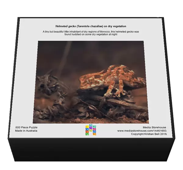 Helmeted gecko (Tarentola chazaliae) on dry vegetation