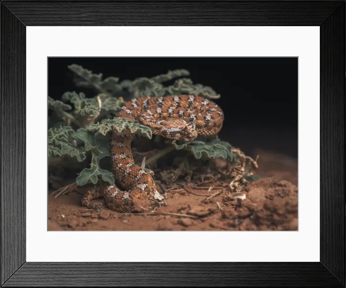 Framed Print : wiild, wildlife, Cerastes, plant, pretty, vipera, background, female, wild, ammodytes Framed Print : wiild, wildlife, Cerastes, plant, pretty, vipera, background, female, wild, ammodytes
