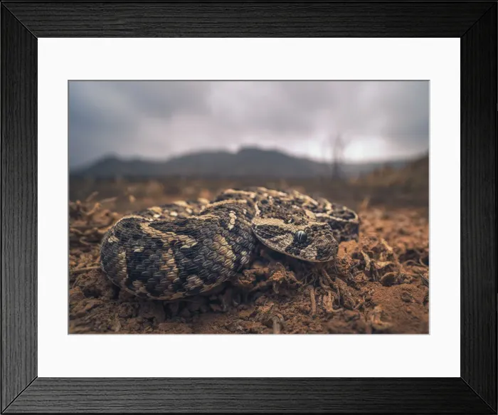 Framed Print : Closeup of a young puff adder (Bitis arietans) in Morocco, with mountain and stormy sky background