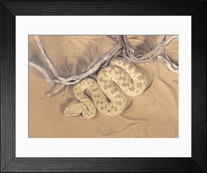 Framed Print : Dorsal view of a wild desert viper (Cerastes gasperetti) in UAE