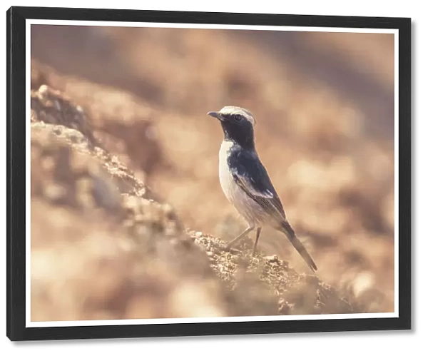 wild, wildlife, dry, wheatear, maghreb, Oenanthe, lugens, mix, mourning, rock