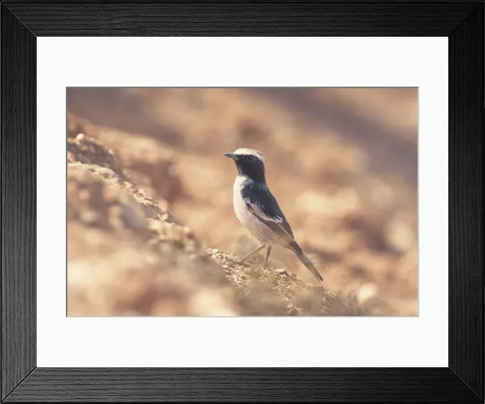 Framed Print : wild, wildlife, dry, wheatear, maghreb, Oenanthe, lugens, mix, mourning, rock