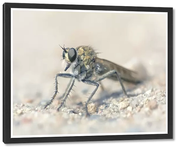 Portrait of a robber fly in Jersey, UK