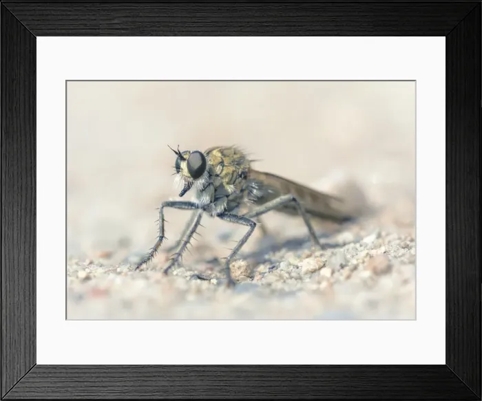 Framed Print : Portrait of a robber fly in Jersey, UK Framed Print : Portrait of a robber fly in Jersey, UK