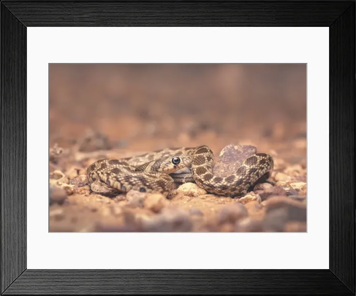 Framed Print : Wild Horseshoe whipsnake (Hemorrhois hippocrepis) portrait at night in Morocco