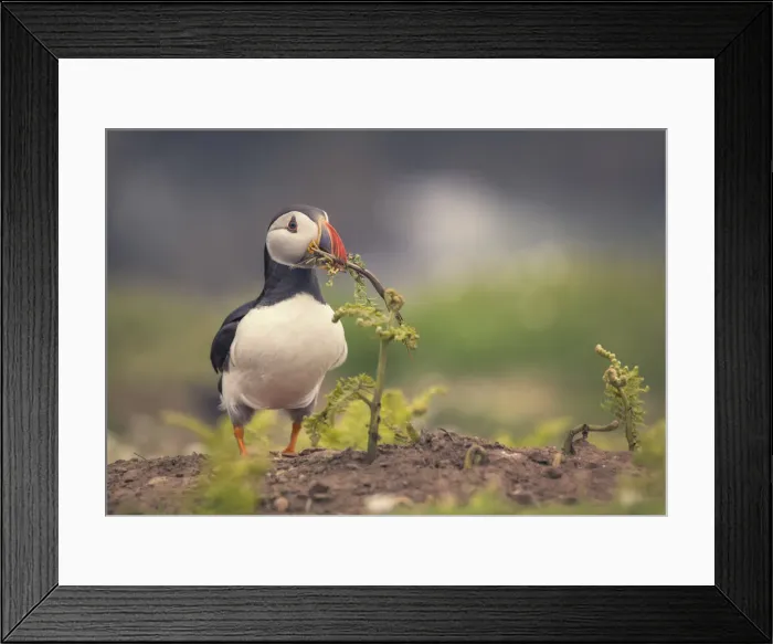 Framed Print : Atlantic Puffin (Fratercula arctica) holding a branch to build a nest on Skomer Island in Wales Framed Print : Atlantic Puffin (Fratercula arctica) holding a branch to build a nest on Skomer Island in Wales