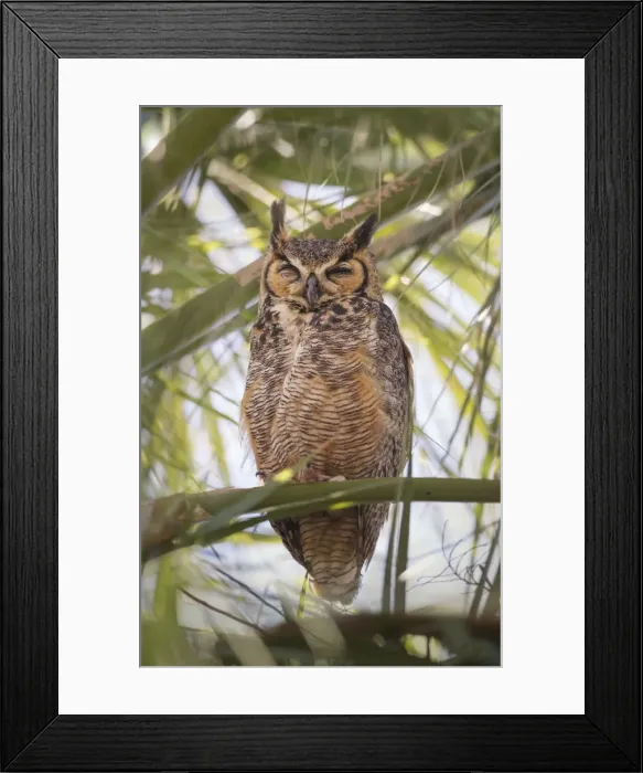 Framed Print : Great Horned Owl (Bubo virginianus) perched in palm tree Framed Print : Great Horned Owl (Bubo virginianus) perched in palm tree