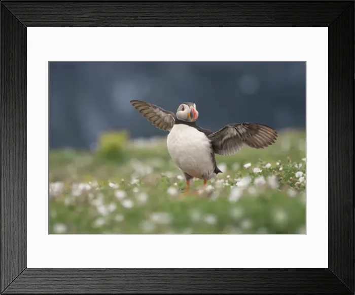Framed Print : Puffin stretching wings among flowers Framed Print : Puffin stretching wings among flowers