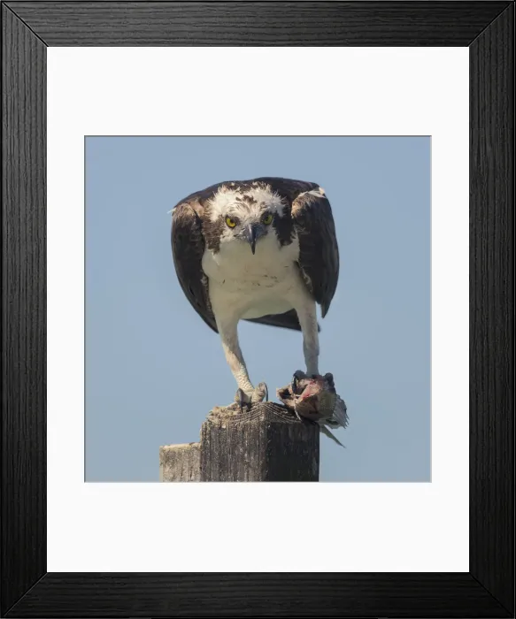 Framed Print : Osprey (Pandion haliaetus) eating fish prey on a wooden post