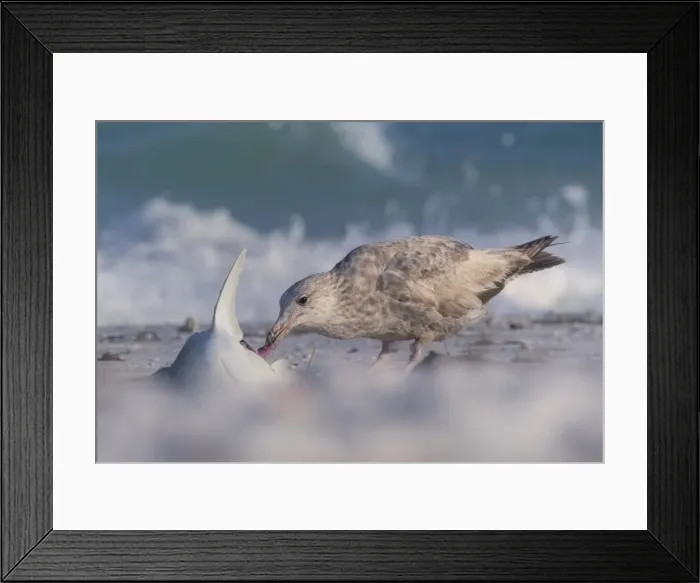 Framed Print : Seagull eating a dead shark on Florida beach