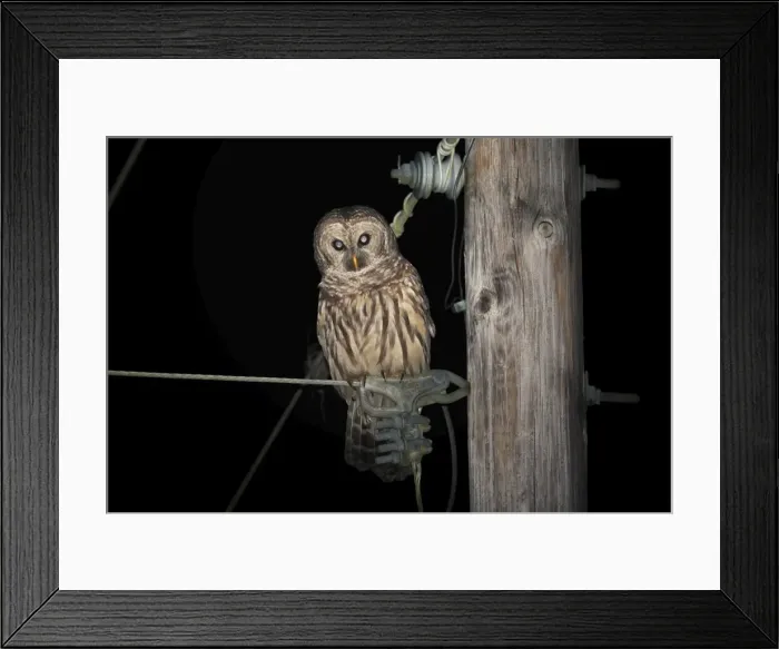 Framed Print : Barred Owl (Strix varia) perched on telegraph pole