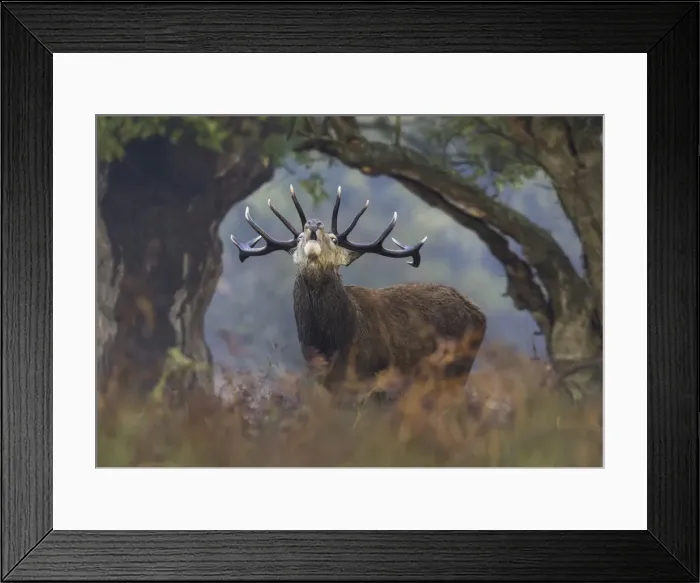Framed Print : Red Deer Stag bellows between a natural tree frame