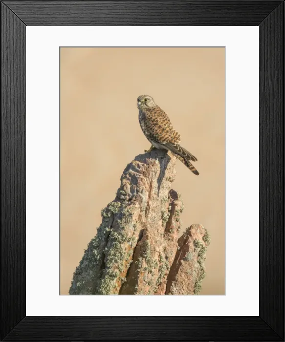 Framed Print : Young female common kestrel perched on rock