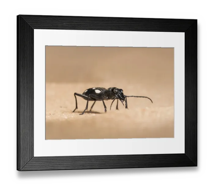 Framed Print : Domino beetle (Anthia duodecimguttata) Framed Print : Domino beetle (Anthia duodecimguttata)