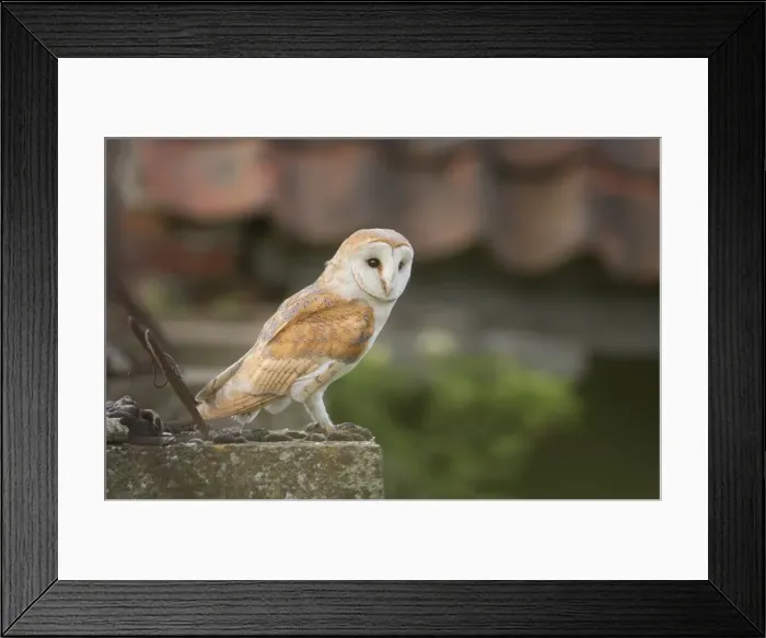 Framed Print : Wild barn owl (Tyto alba) perched near old farm