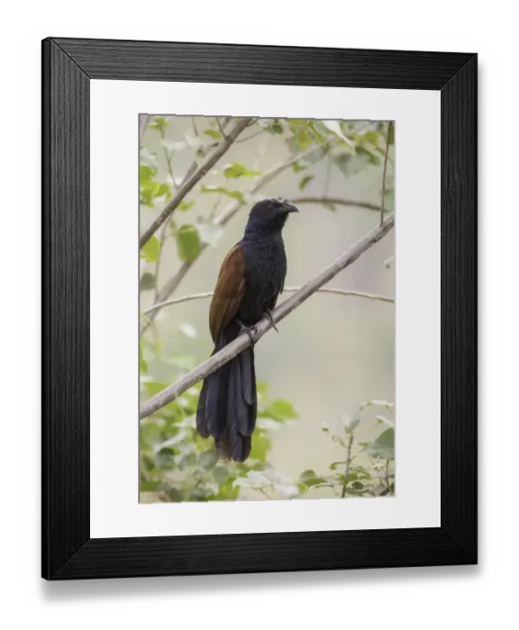 Framed Print : Greater coucal (Centropus sinensis)