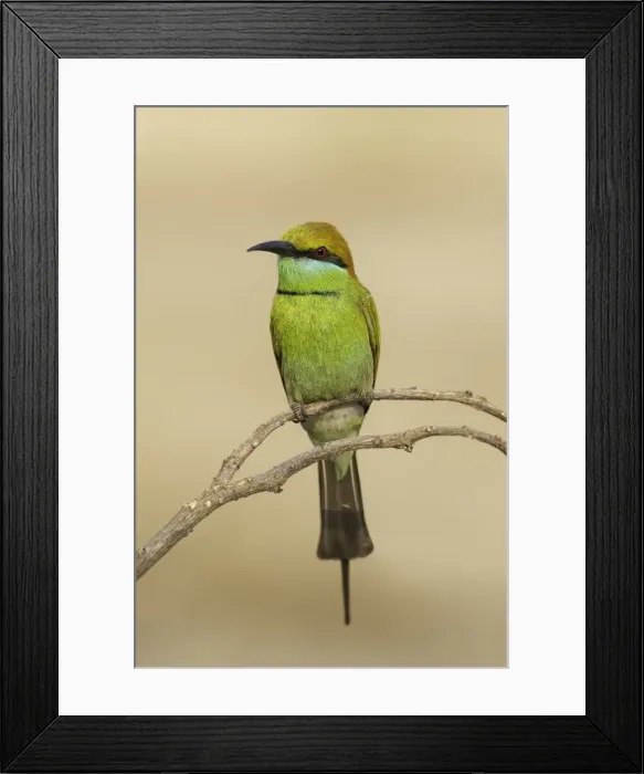 Framed Print : Green bee-eater (Merops orientalis) on branch