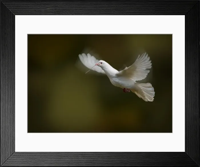 Framed Print : Dove. Kristian Bell Photography, 156593854