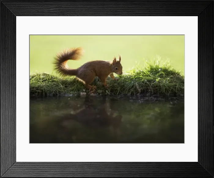 Framed Print : Red Squirrel reflected in pond Framed Print : Red Squirrel reflected in pond