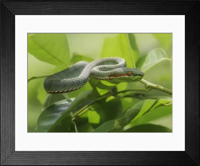 Framed Print : Siamese Peninsula Pit Viper (Trimeresurus fucatus)