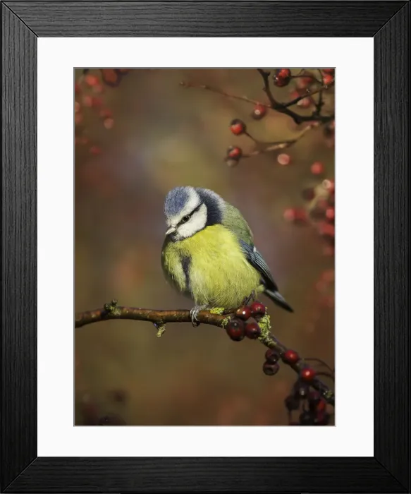 Framed Print : Blue tit (Cyanistes caeruleus) on branch Framed Print : Blue tit (Cyanistes caeruleus) on branch