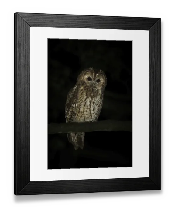 Framed Print : Adult Tawny owl (Strix aluco) on branch Framed Print : Adult Tawny owl (Strix aluco) on branch