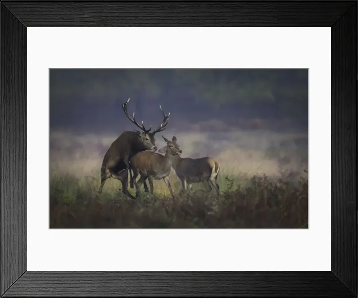 Framed Print : Mating Red Deer