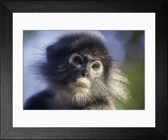 Framed Print : Dusky leaf monkey (Trachypithecus obscurus)