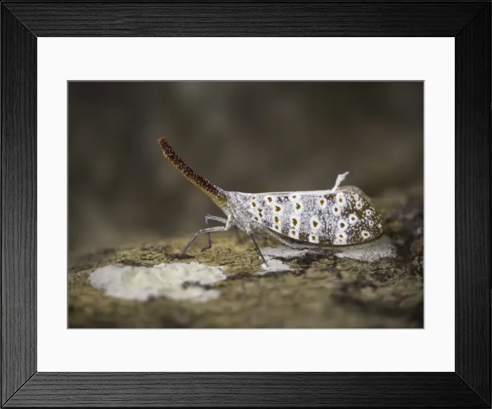 Framed Print : Lantern Bug
