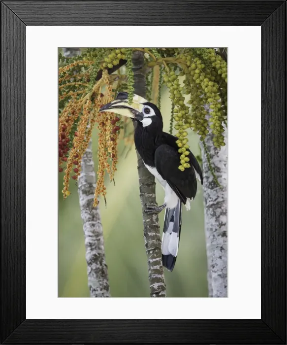 Framed Print : Oriental Pied Hornbill (Anthracoceros albirostris)