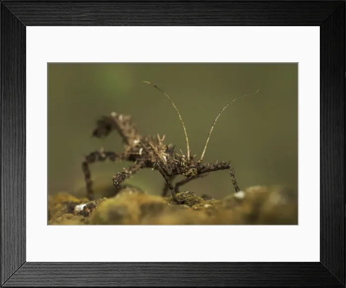 Framed Print : Stick Insect in Malaysia Framed Print : Stick Insect in Malaysia