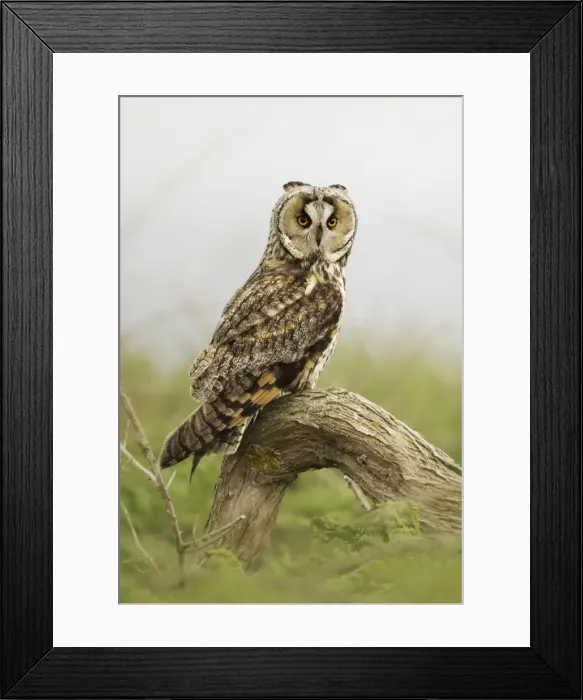 Framed Print : Long-eared Owl (Asio otus)